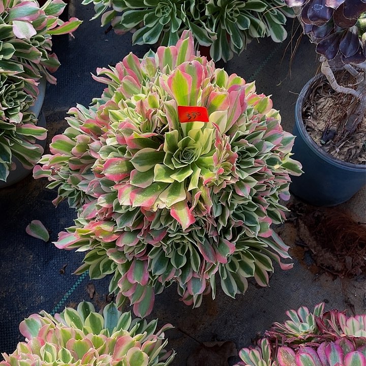 白凤法师一个330号