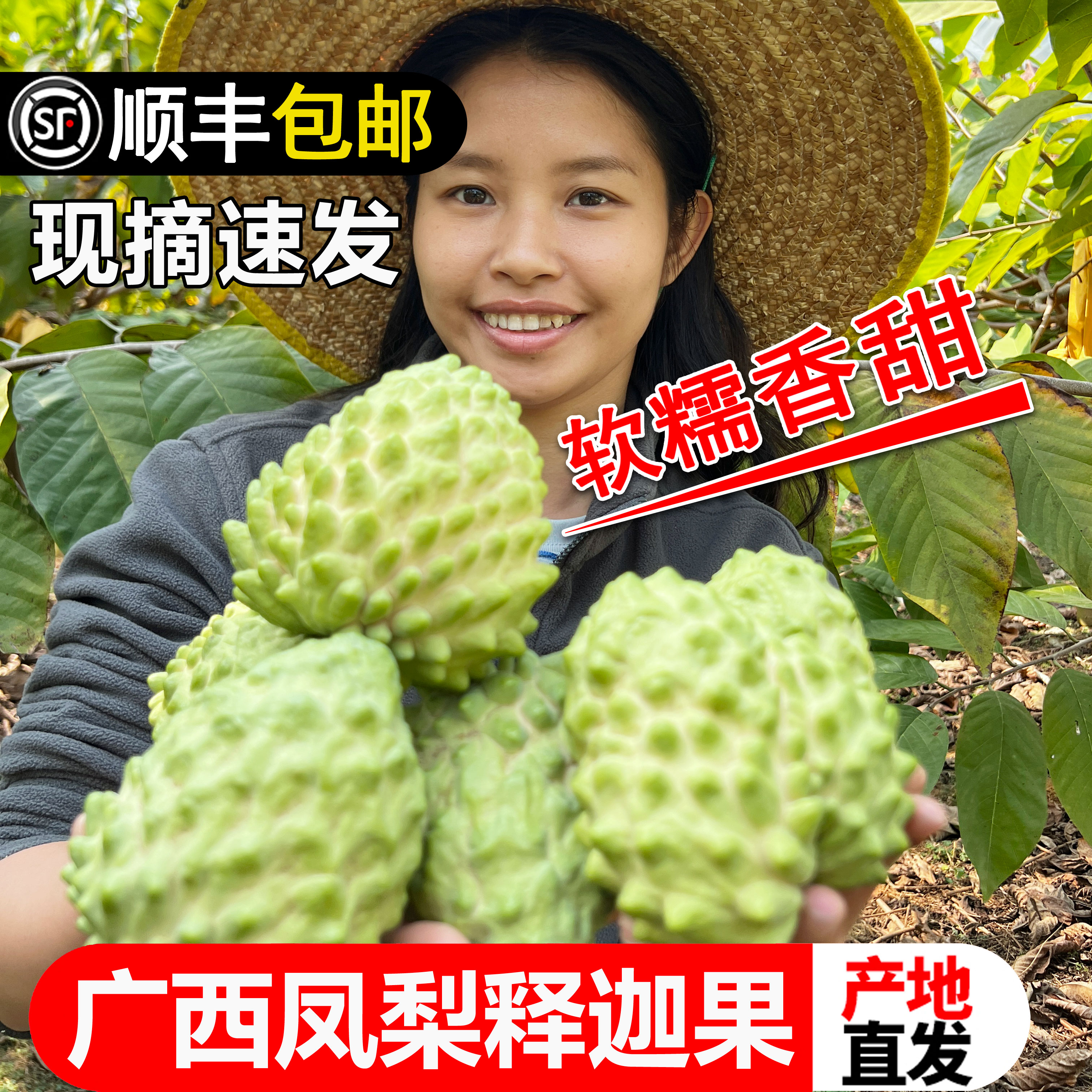 （东北三省）新鲜凤梨释迦【果王】（单果7两以上）广西产地顺丰直发