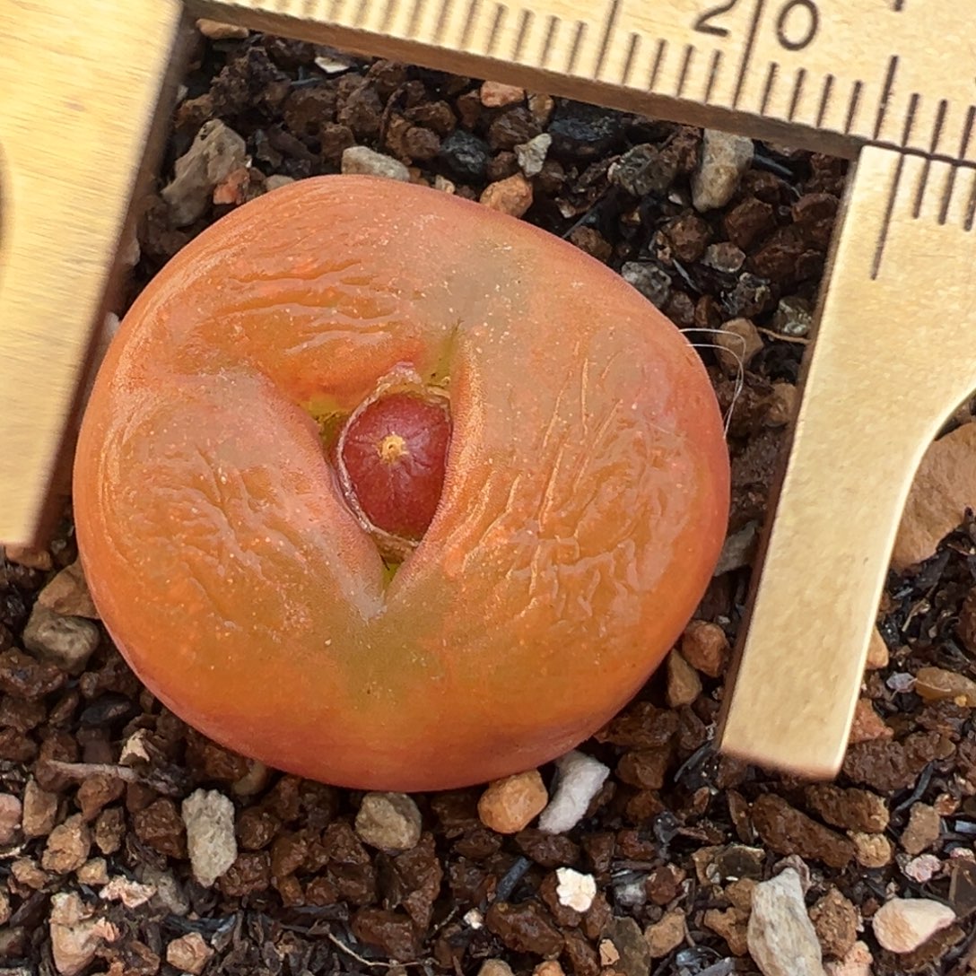 奔驰水蜜桃多肉植物百科