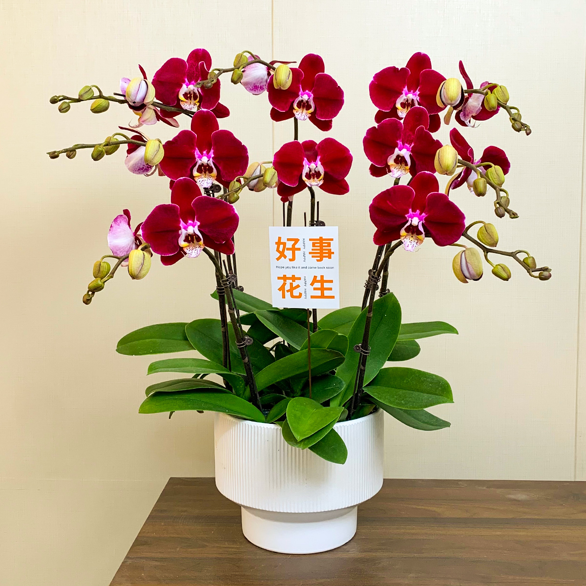 【幻影】欧洲鲜花蝴蝶兰 丝绒质地 大花型 轻奢家居室内花卉