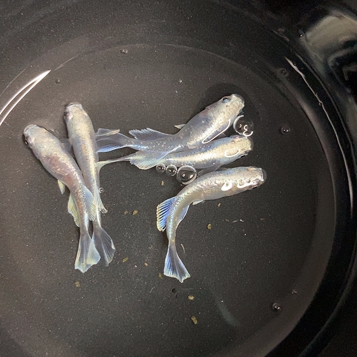 青鳉鱼墨子的鱼12号光玛