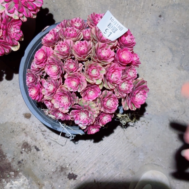 91 多肉植物法师锦