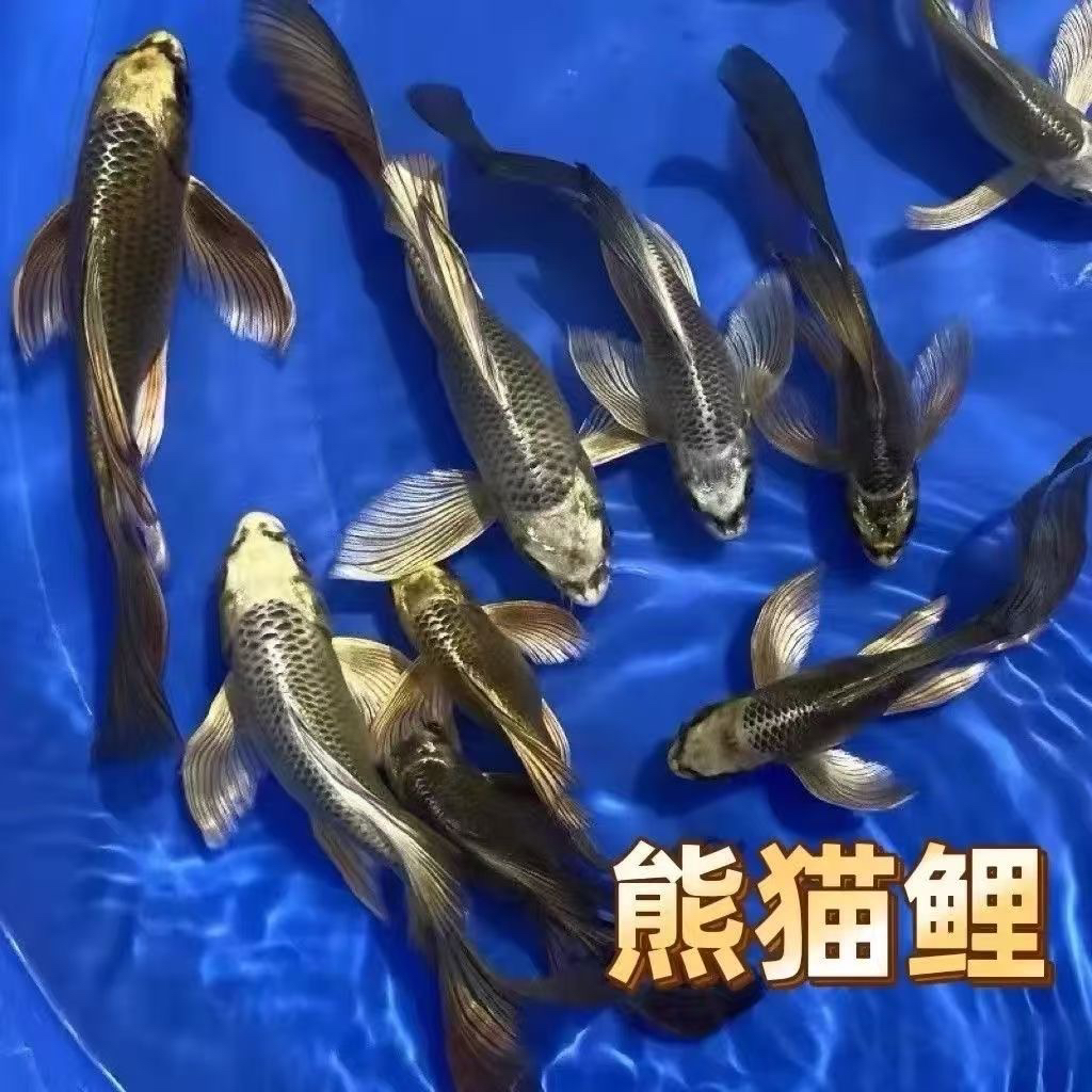 台湾正宗蝴蝶鲤短身球体普身淡水冷水观赏鱼易养耐活适合新手家养