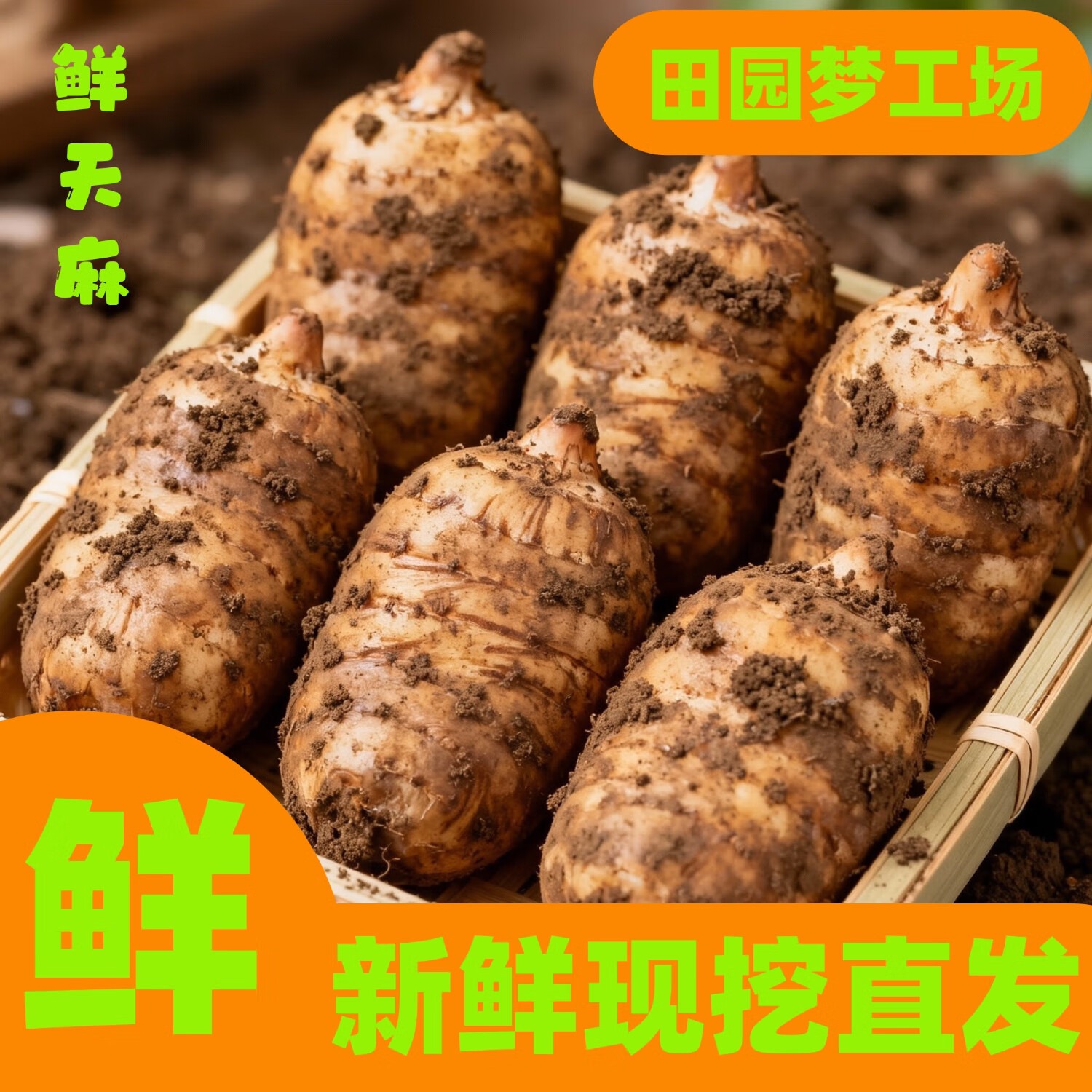 【现挖现发】新鲜采摘天麻现采现发仿野生种植天麻炖汤送礼炖鱼包邮