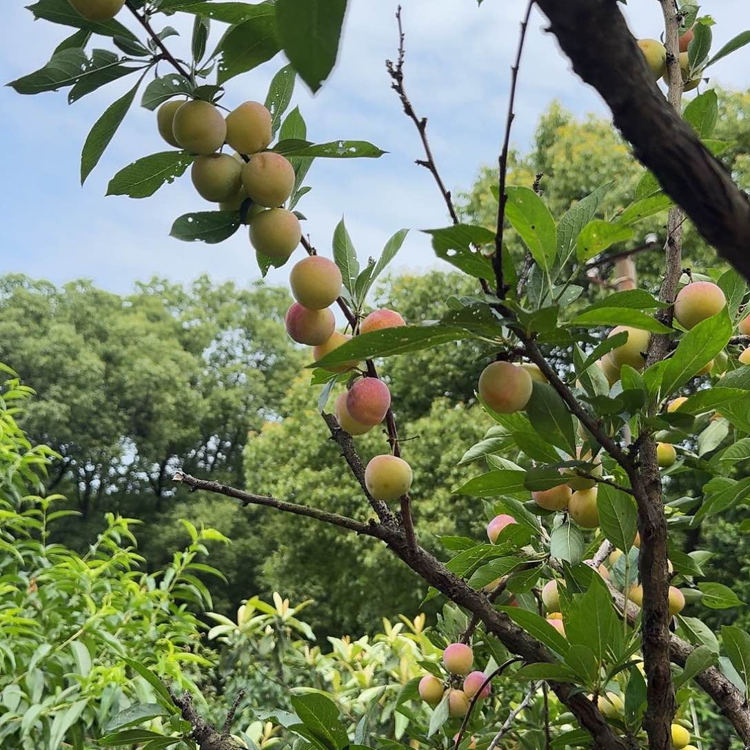 墨李子5斤中国大陆