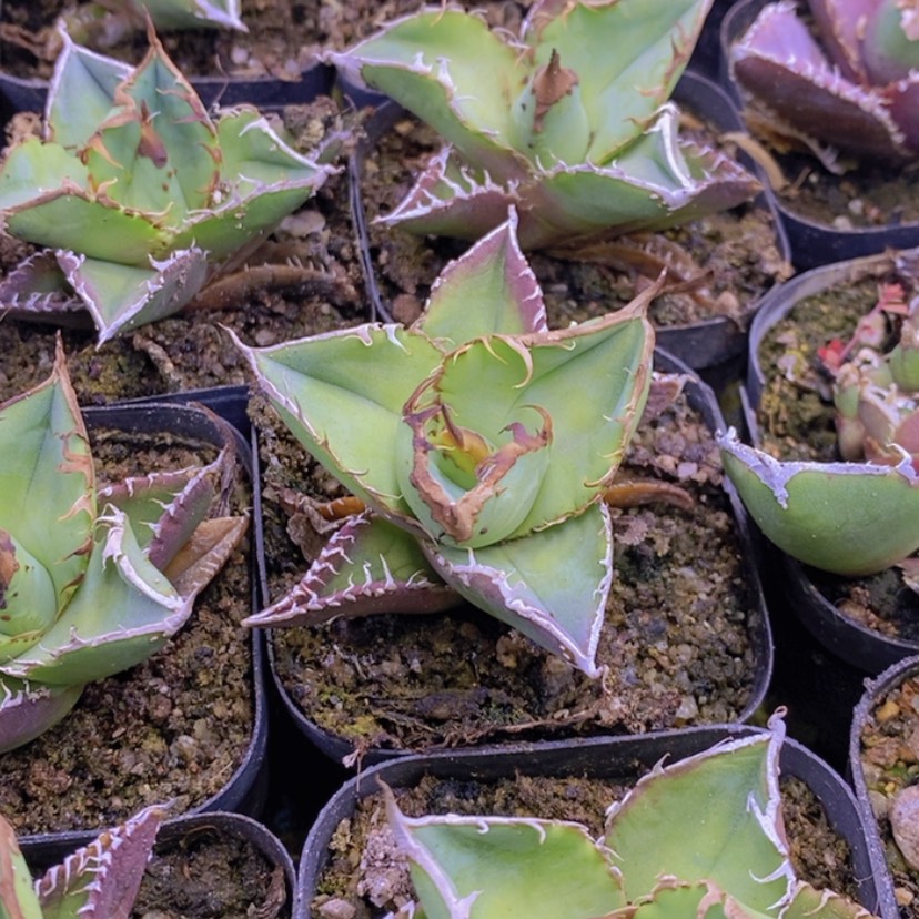 【闪购商品】时****谎星空龙舌兰