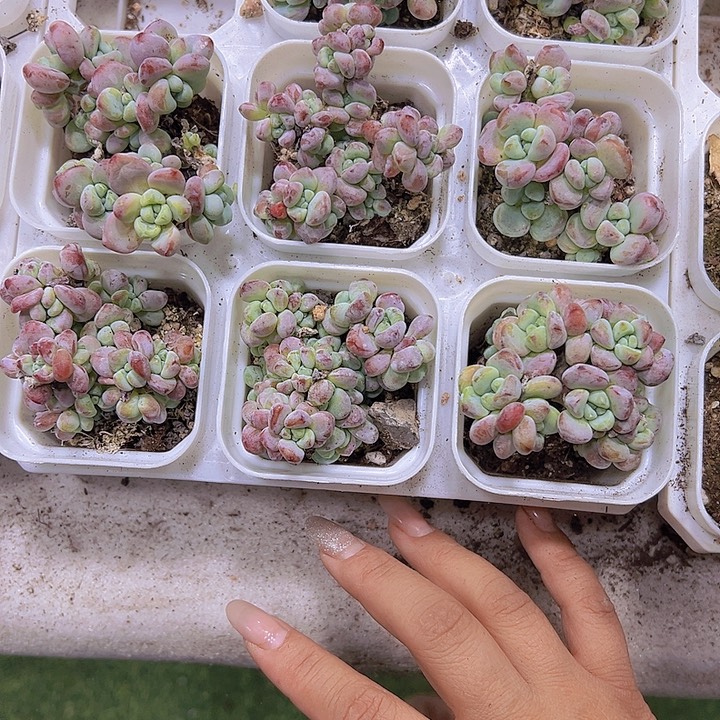 罗琦19包邮多肉植物