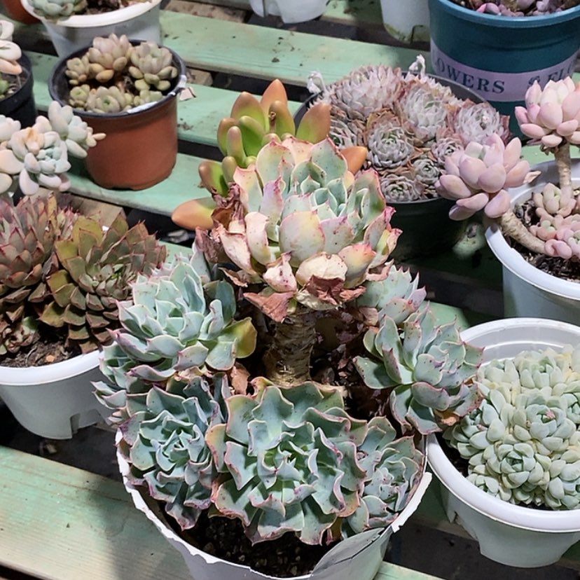 【闪购商品】海啸2905