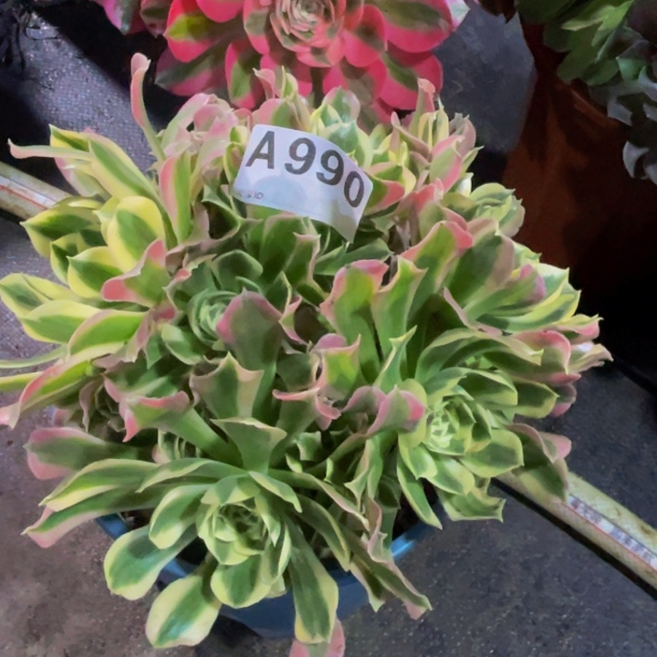 雨花石白凤990福利出了