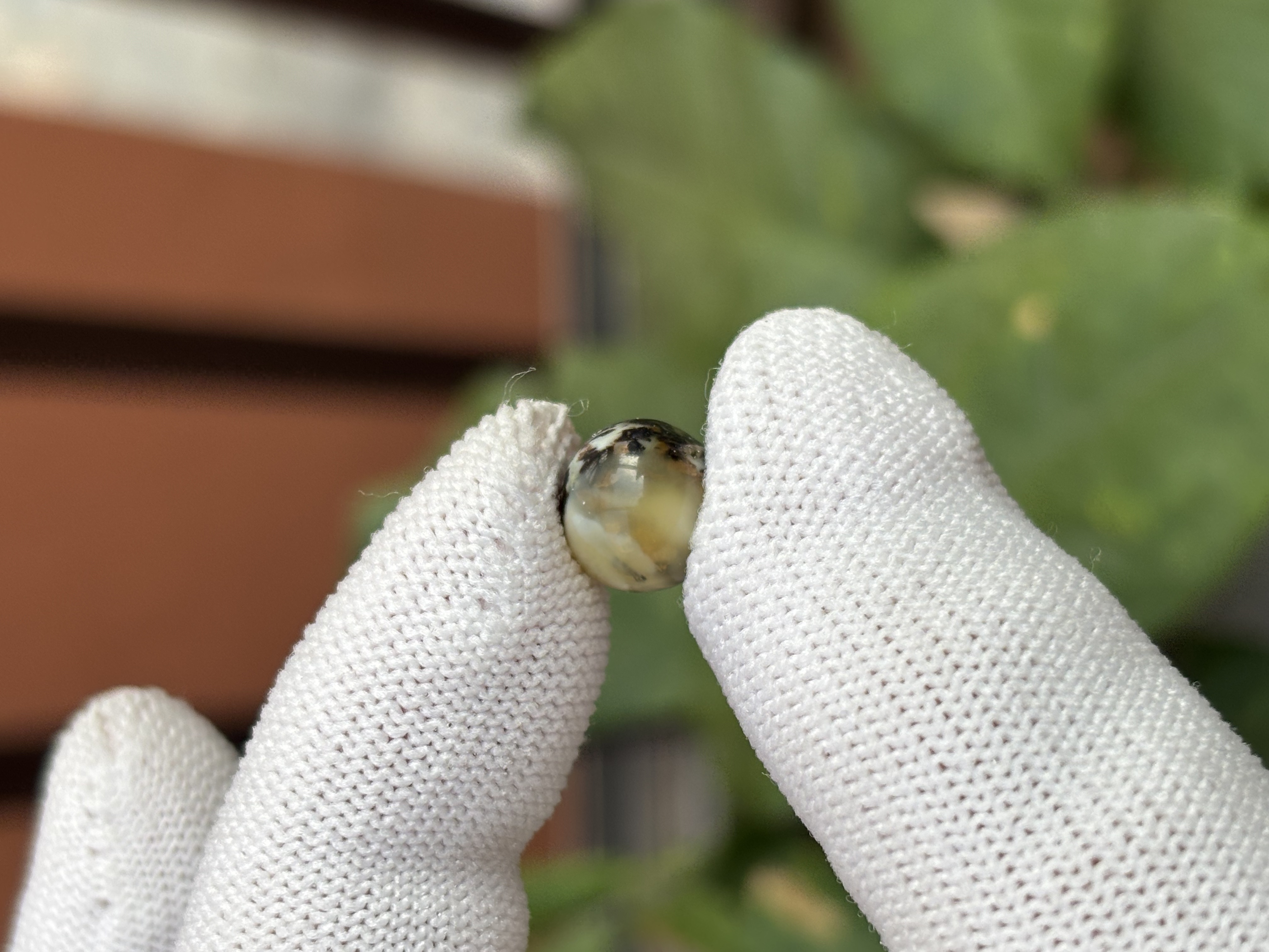 5350天然蜜蜡琥珀微瑕圆珠9.9mm