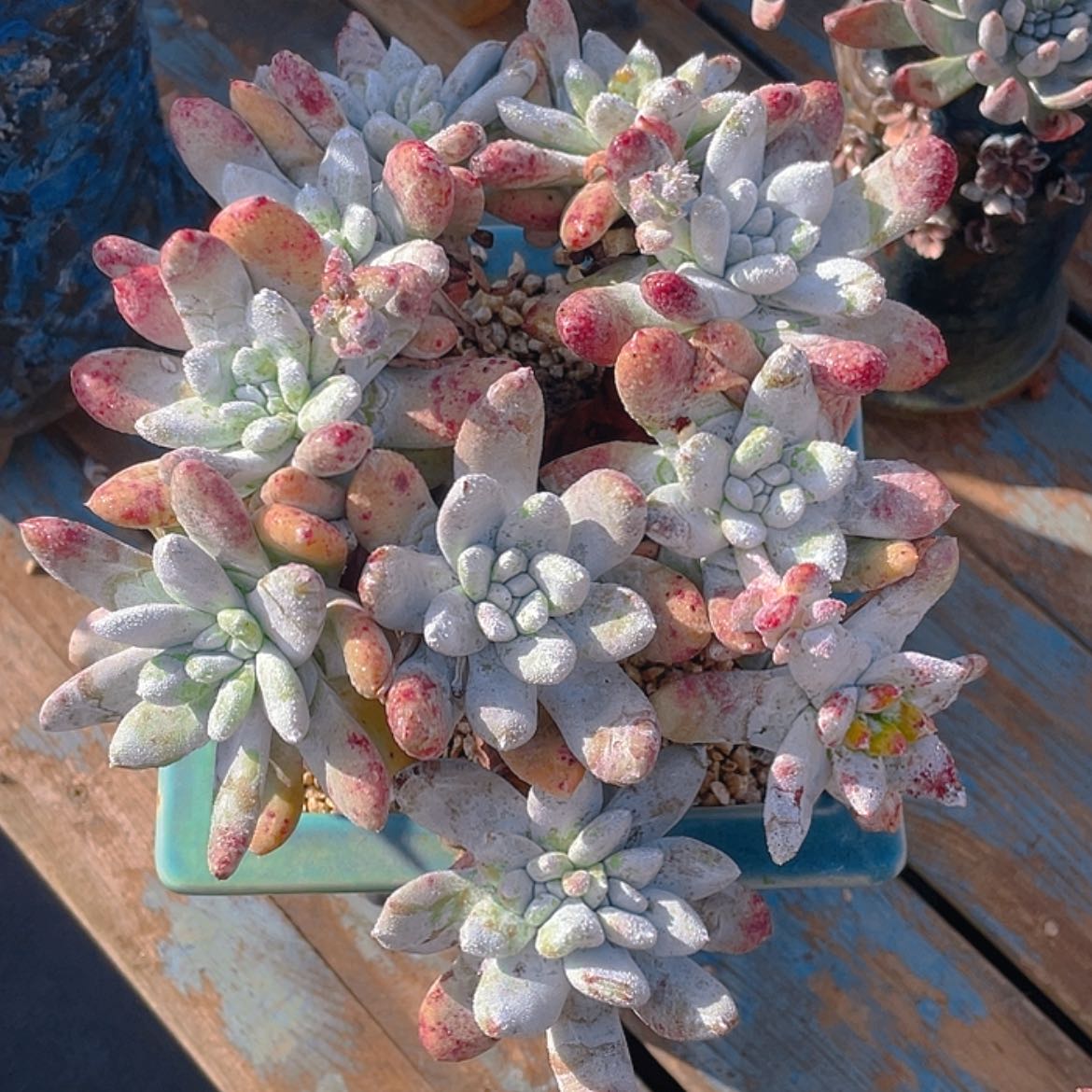 【闪购商品】红拇指