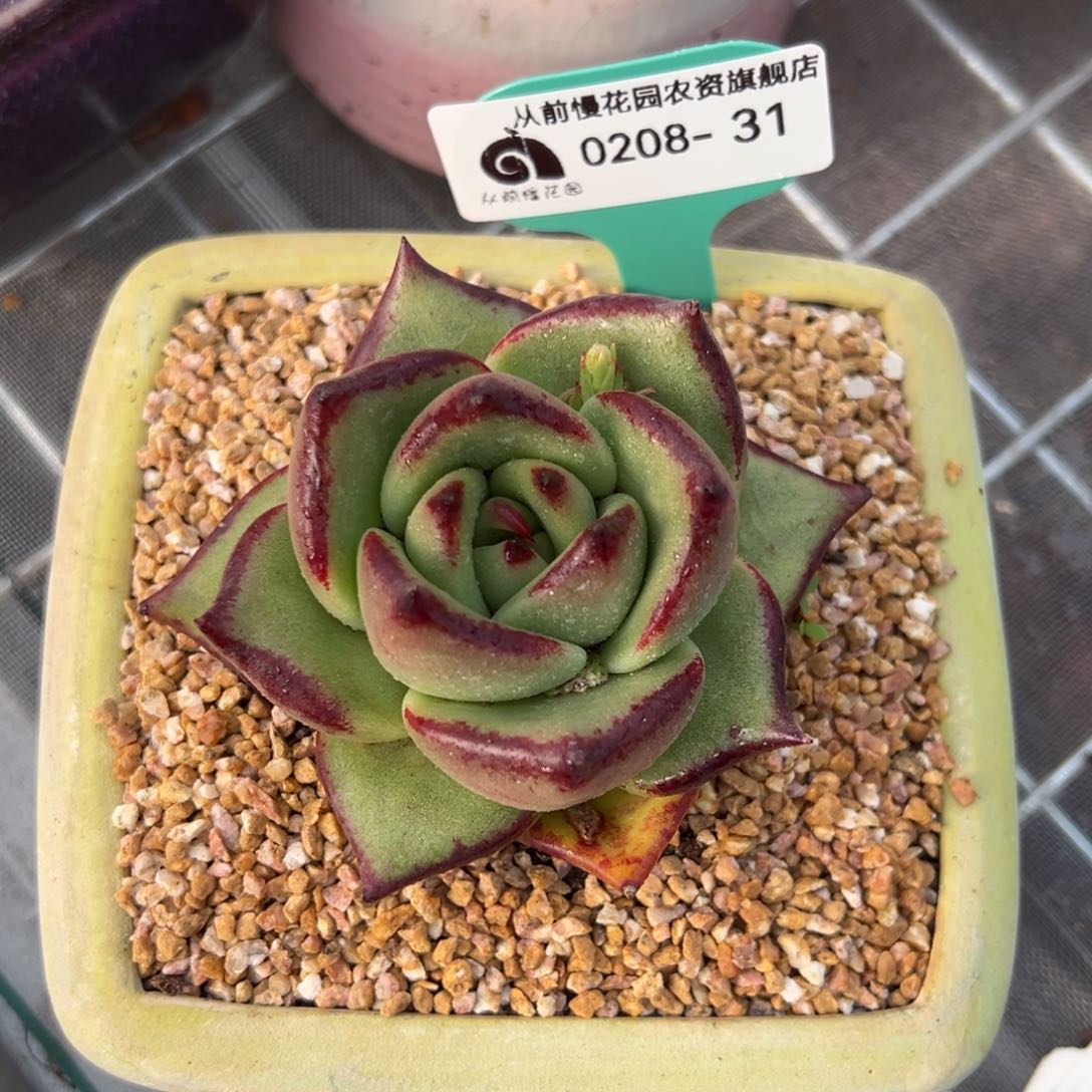 从前慢多肉精选编号0208.31