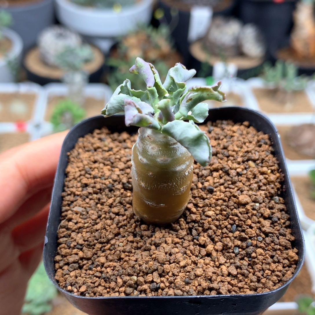 雪露厚敦菊母本多肉带盆