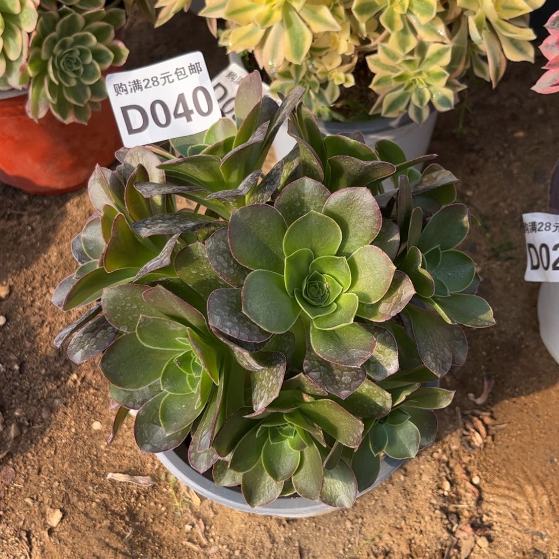 040多肉植物魅金玫瑰