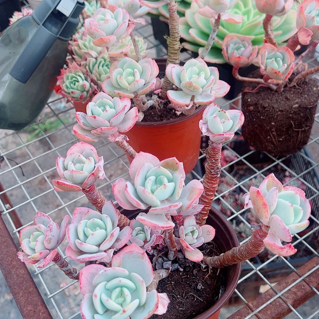 白月光多头群生精品特价