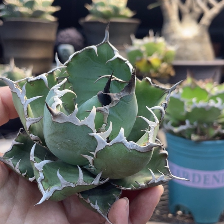 【闪购商品】露养 黑鯨