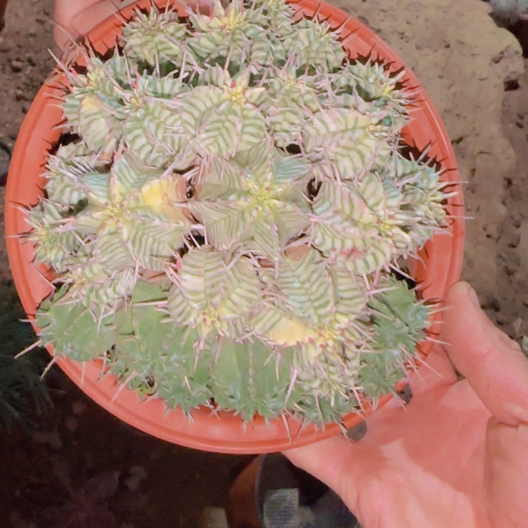 马***酒块根植物块根植物块根