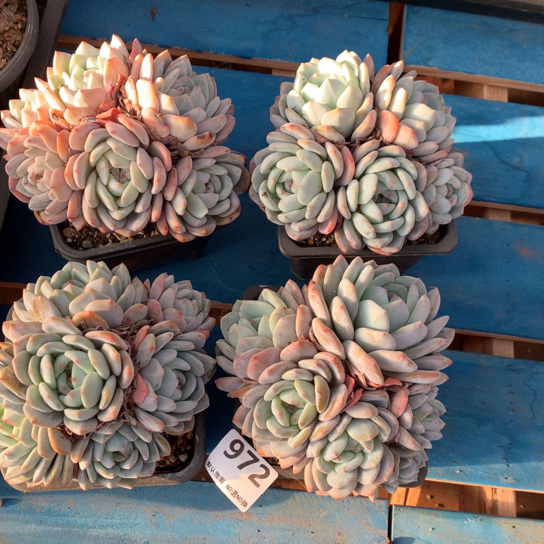 有虫  不售后  972号新疆西藏内蒙古不包邮