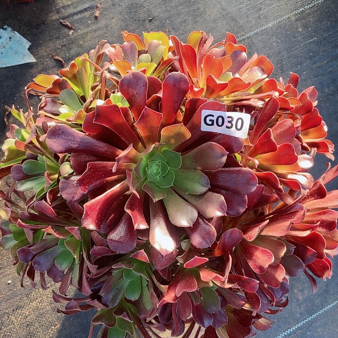 红陶030欧紫5多肉