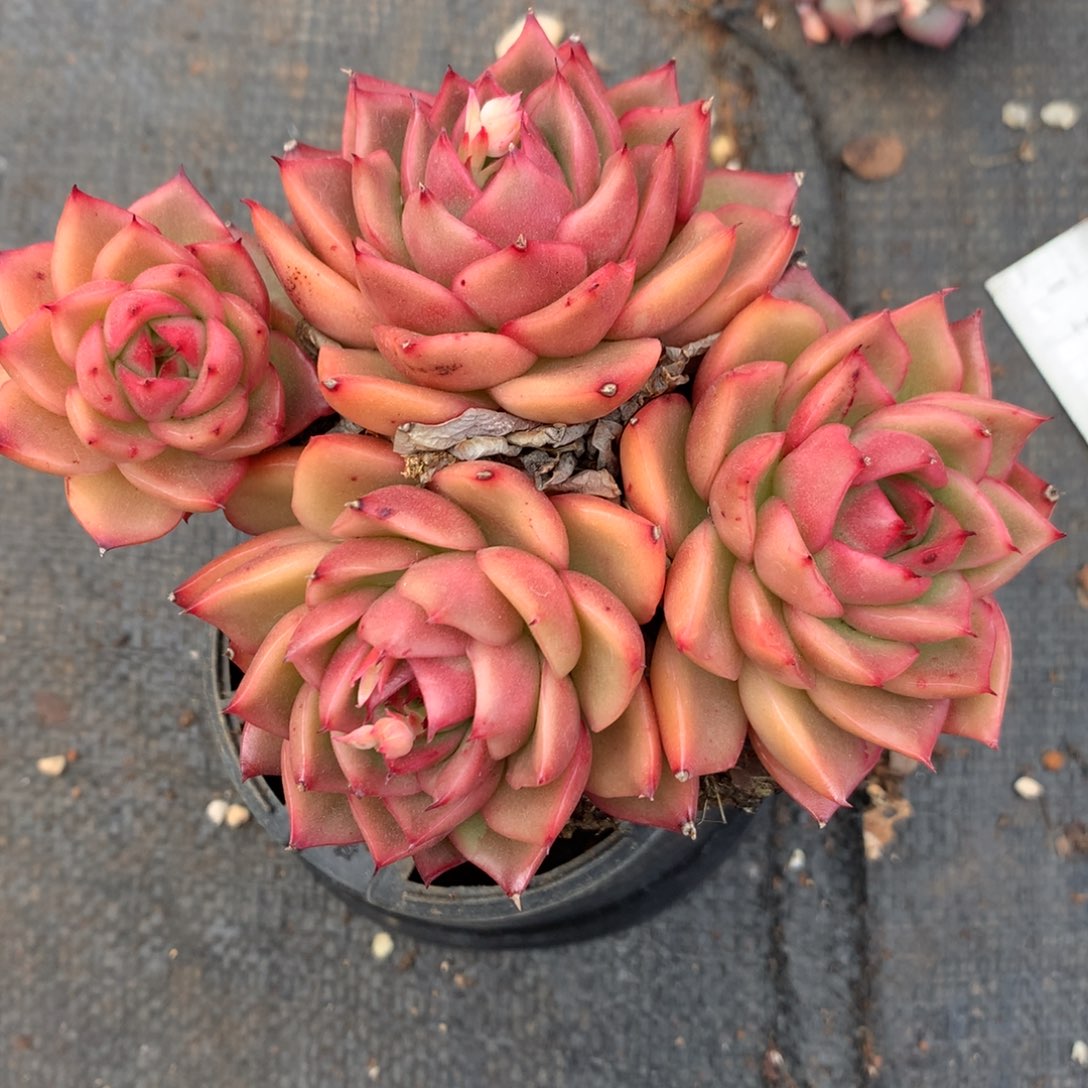 7076杂交多肉植物