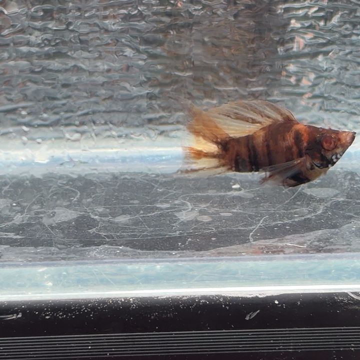 孔雀鱼玛丽鱼一条可可公