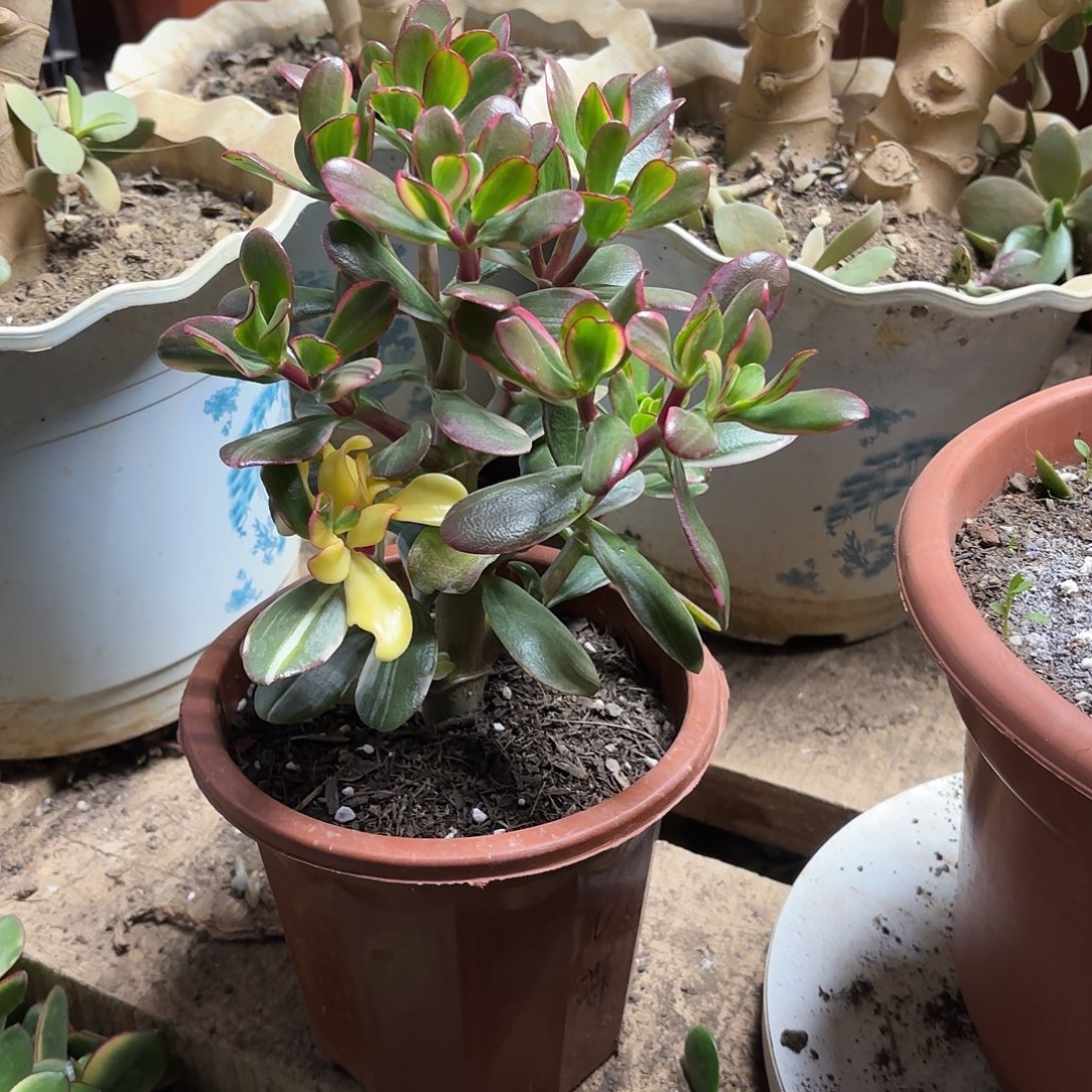 永***！8090白锦花月带土球发货