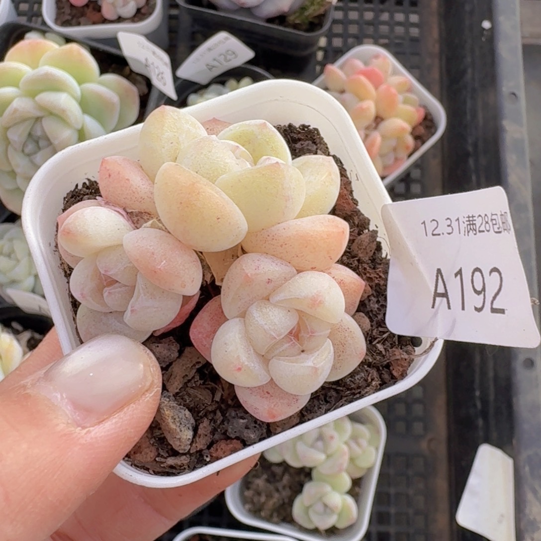 冰玉3头一颗带盆发