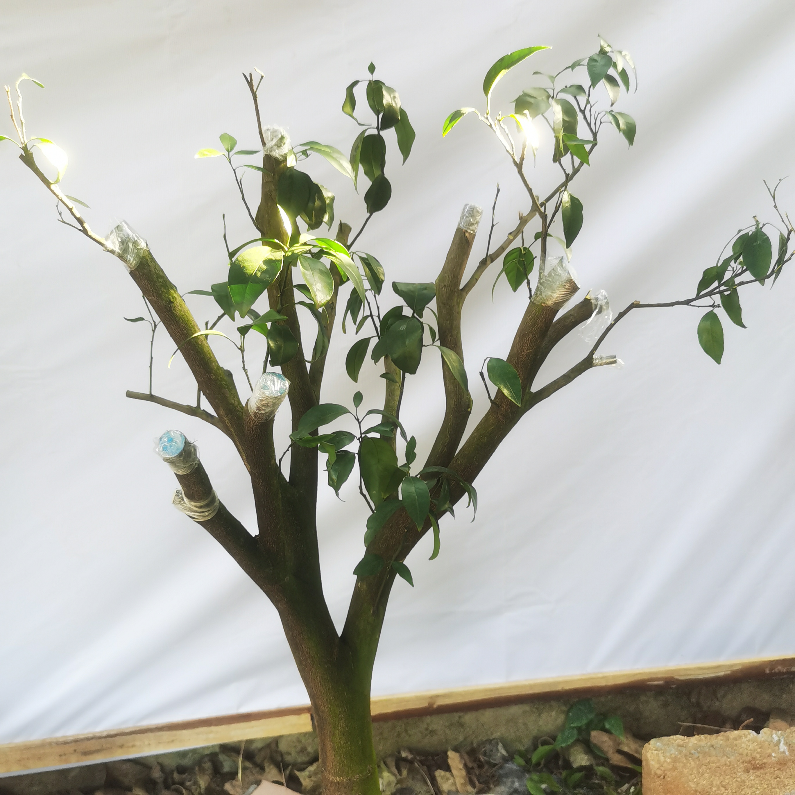 广西砂糖橘树树苗可树苗带果脆皮四季橘子客厅室内外花卉绿植物