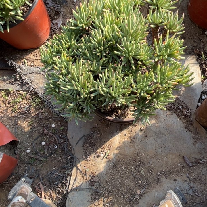 561号维思辛达多肉植物