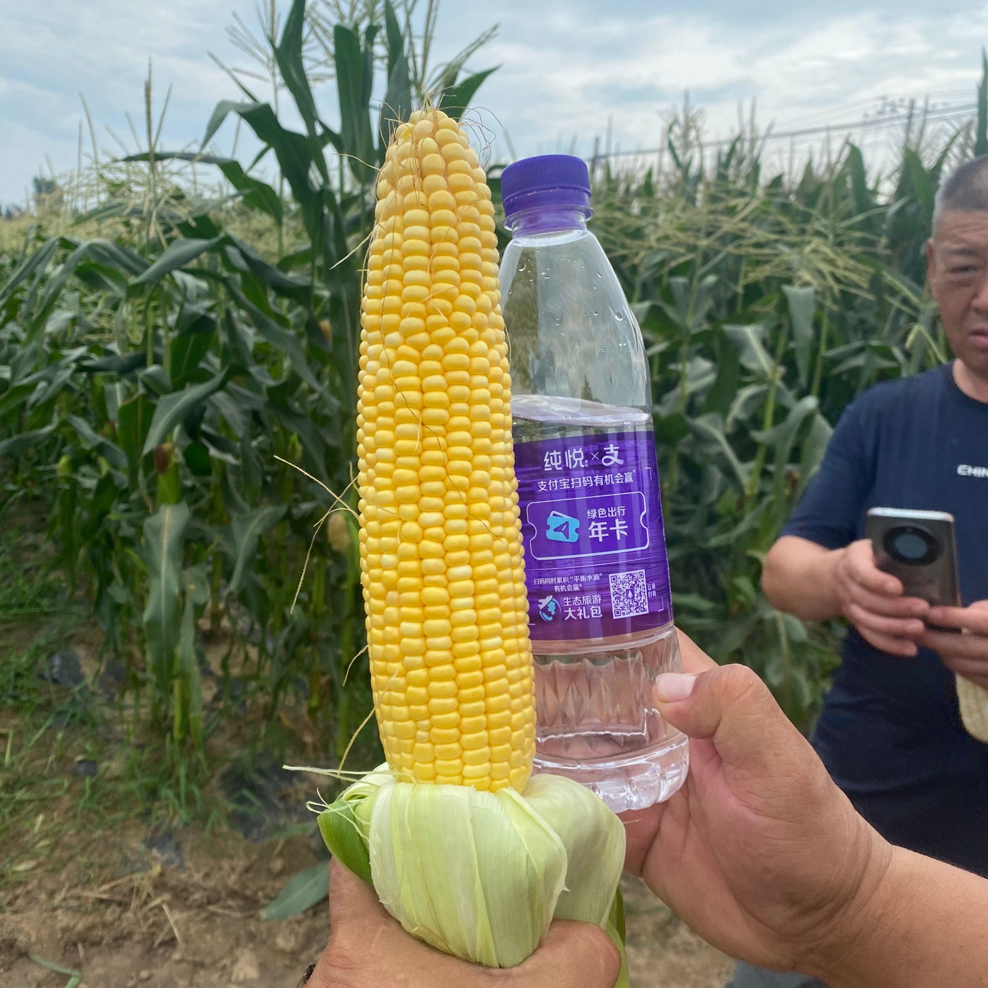 水果玉米种子 超甜型 鲜食玉米 非转基因