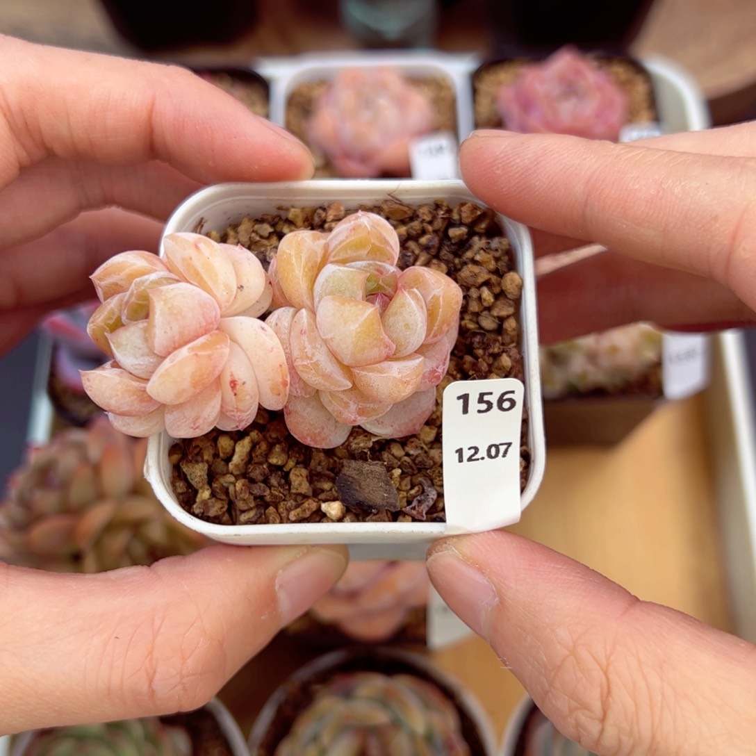 好好看156、哈哈哈哈