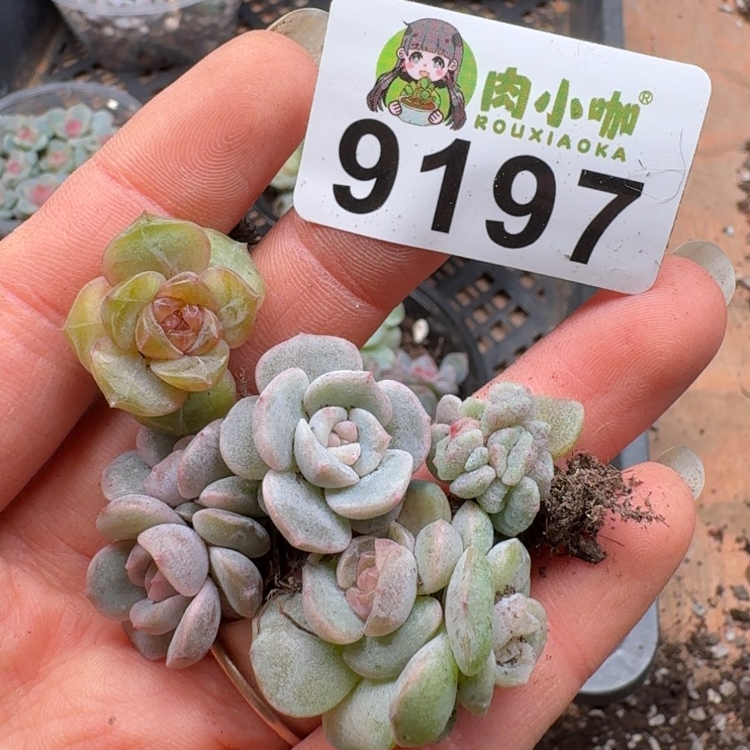 多肉植物多肉植物