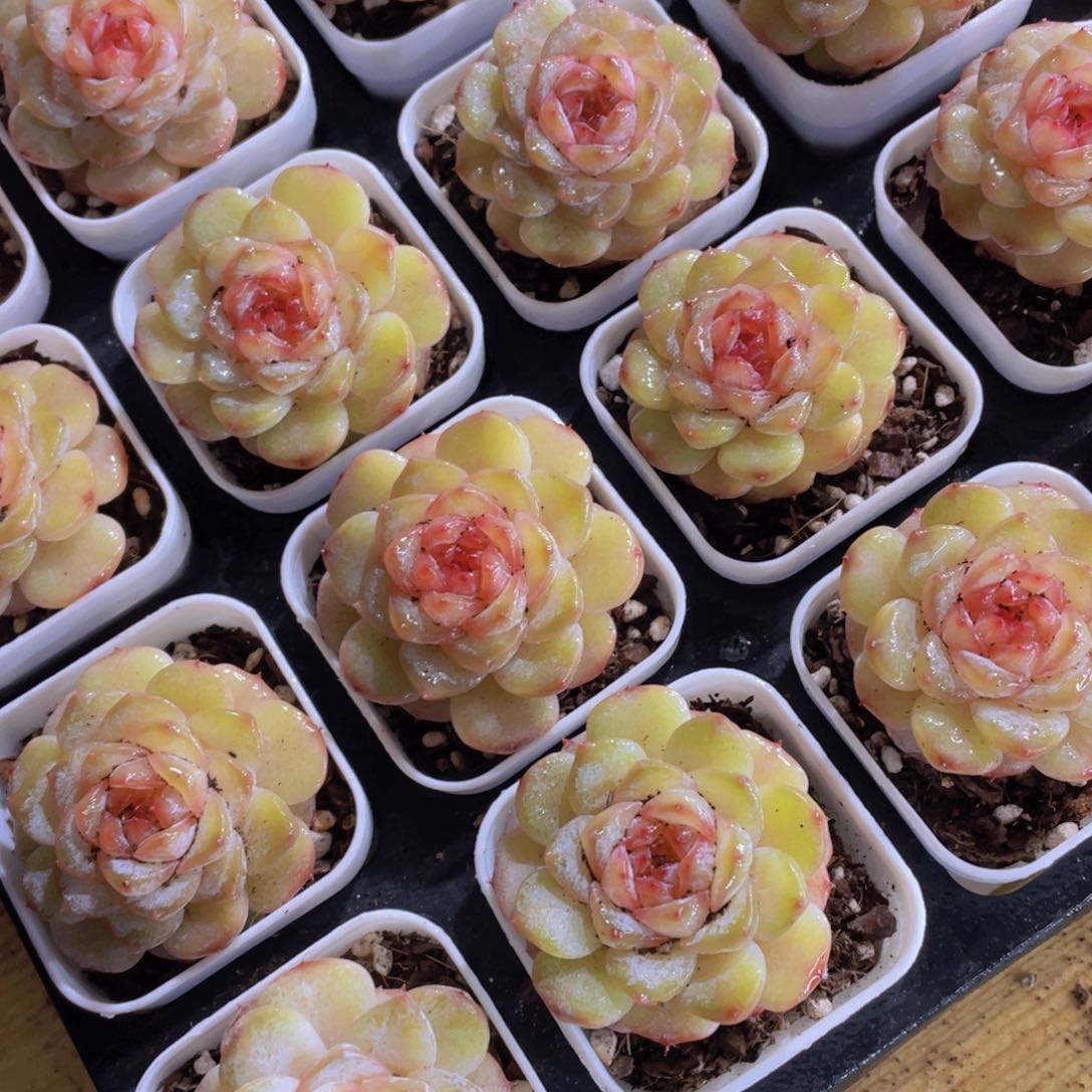 量拍101号 荔枝冻珍妮单头一个