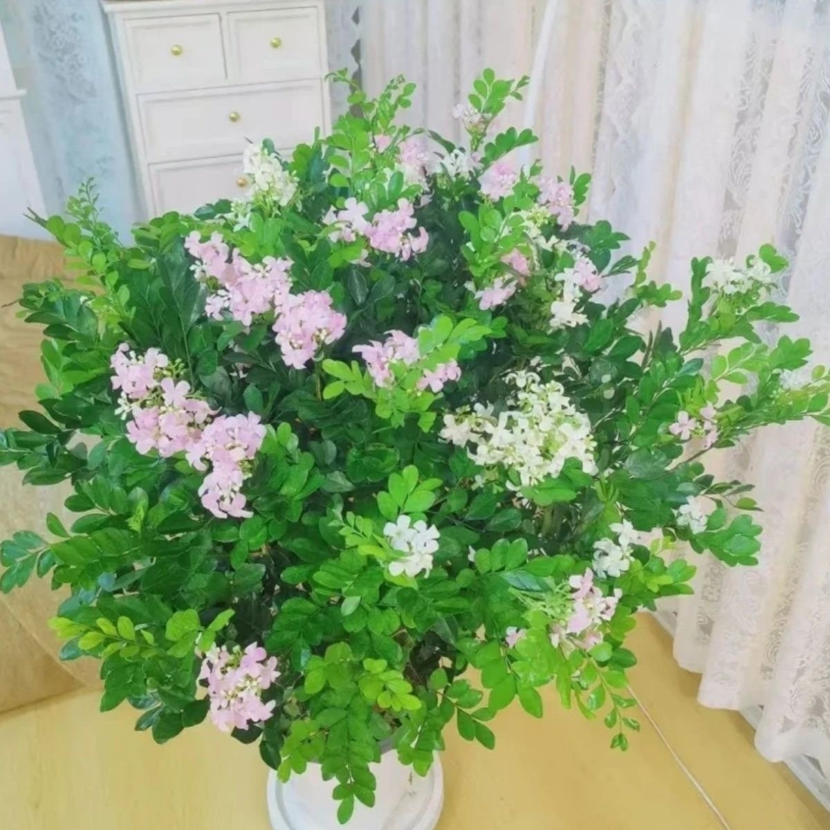 【50-60】九里香老桩花卉盆栽开花浓香型室内外驱蚊耐寒好养绿植