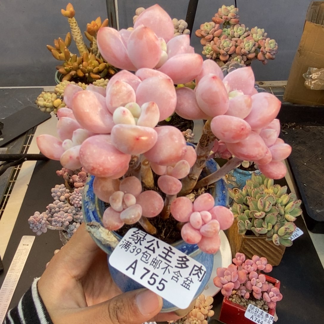 755樱花洛神多肉7cm