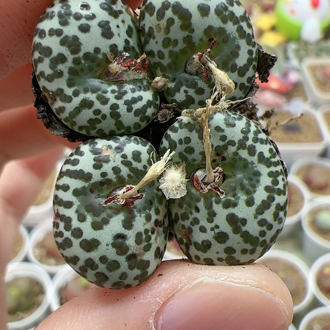 【闪购商品】310 安贞