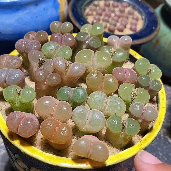 12517样本编号风铃一颗