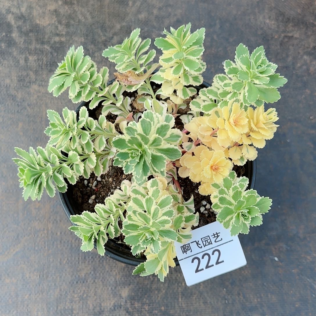 雨**虹222多肉 亚特兰蒂斯 法师