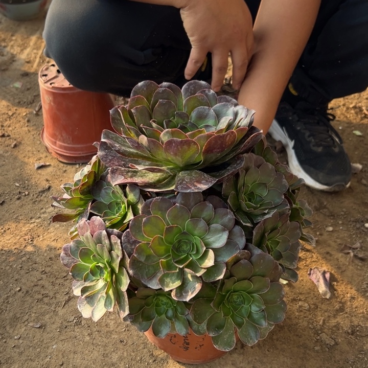 19.9魅金玫瑰一颗