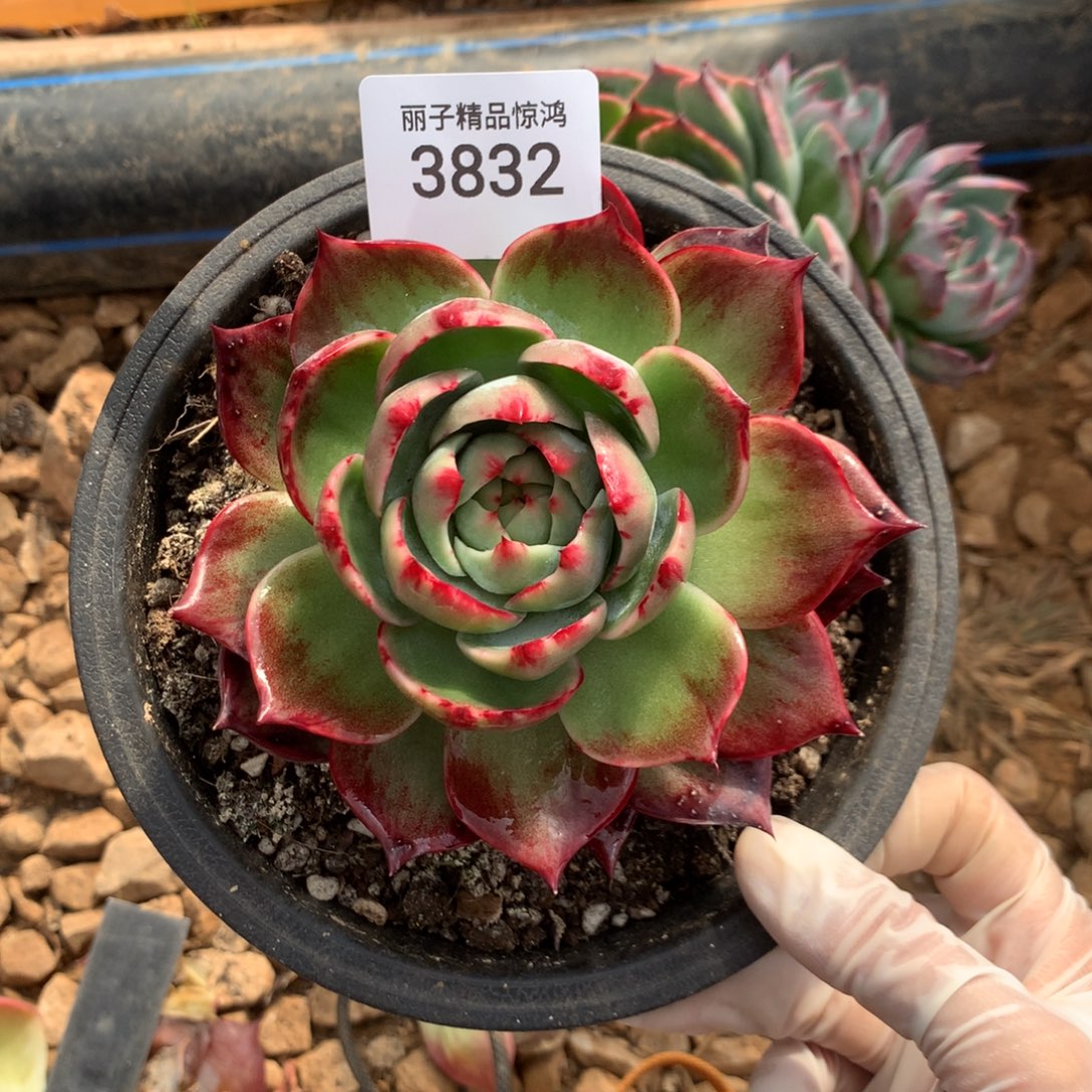 3832一物一拍11厘米