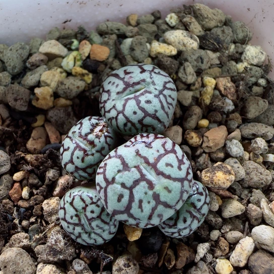 2-6-1-3当天满58包邮粗纹墨脱土