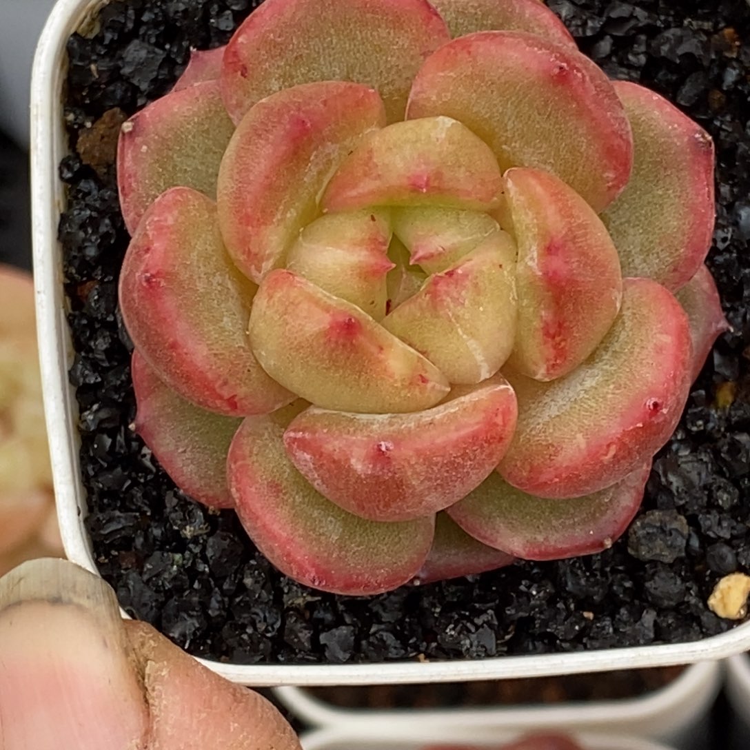 天官赐福百无禁忌