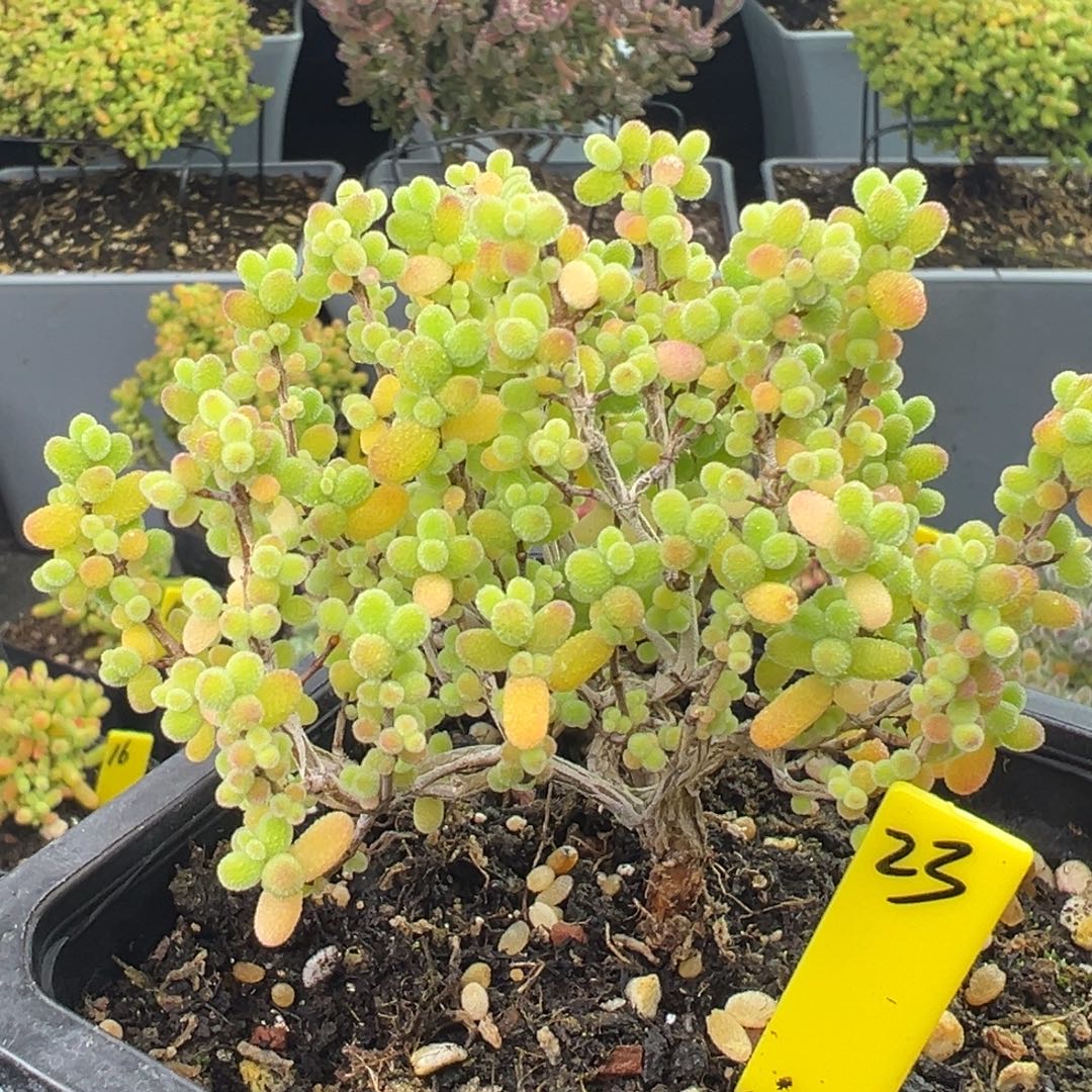 金桔糖球23号9.5cm盆