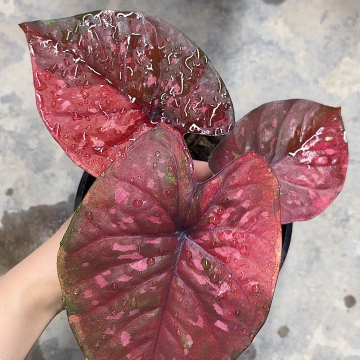 12-0215彩叶芋广东现货