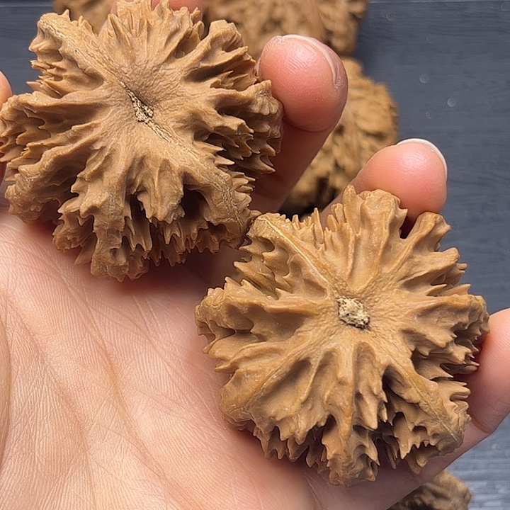 核桃秦岭突突突突突突