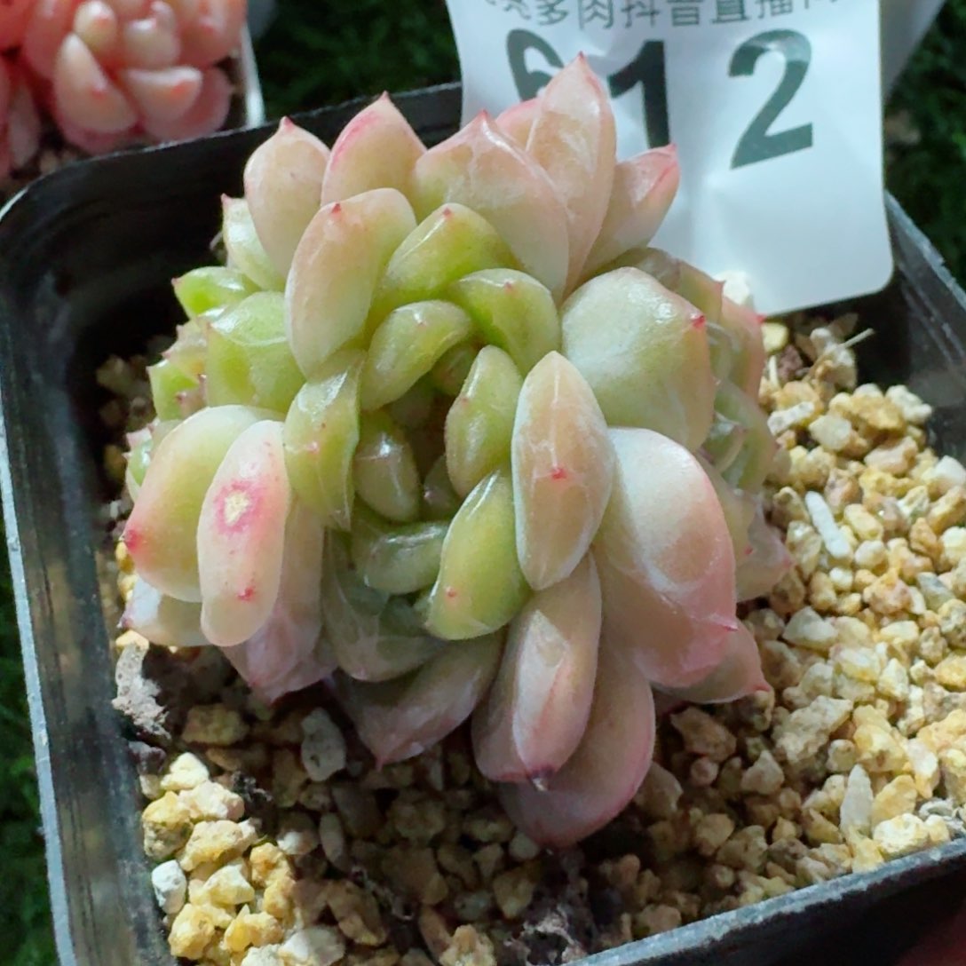 甜心群生         精品多肉