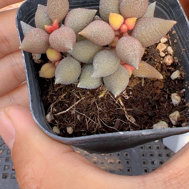 小辣椒水泡【不物一拍】两单包邮