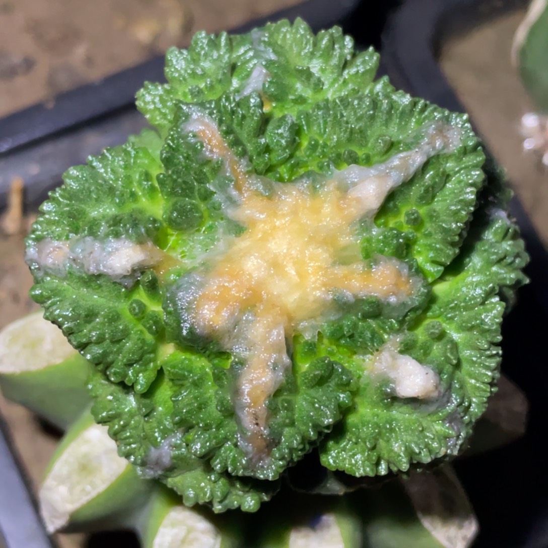 无花朵宽炸犹龟甲哥斯拉牡丹