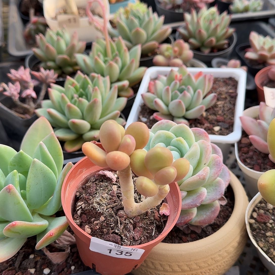 首***装135号 一物一拍