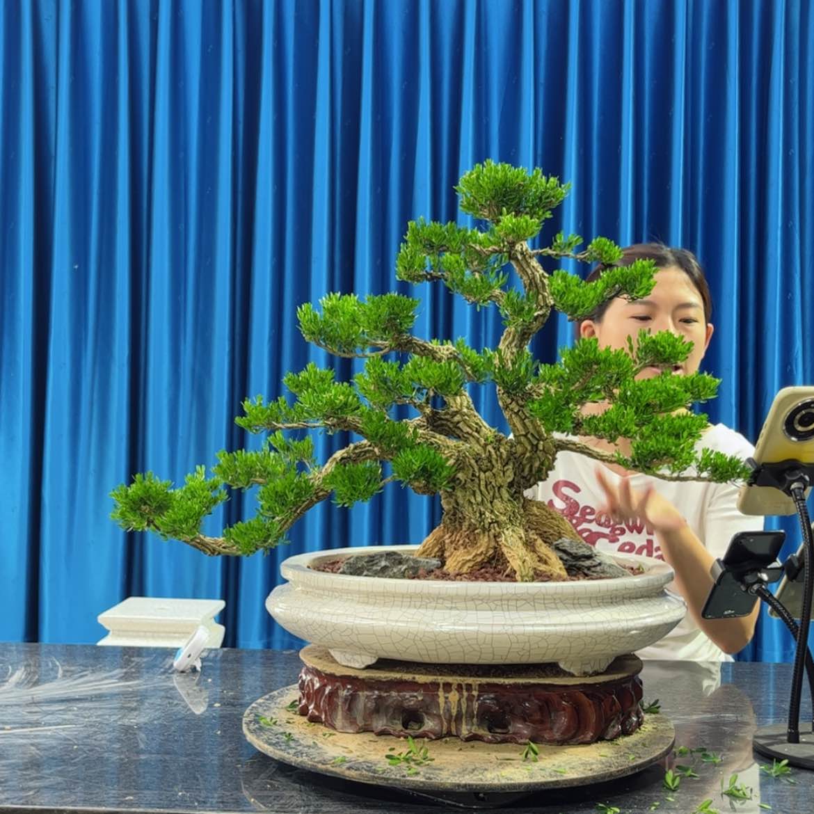 【闪购商品】当前无花朵，栽培后可花朵黄杨盆景艺术作品